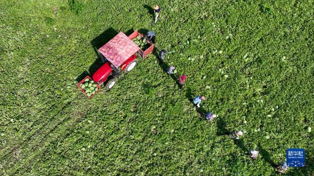 河北丰南：沙土地收获“致富果”