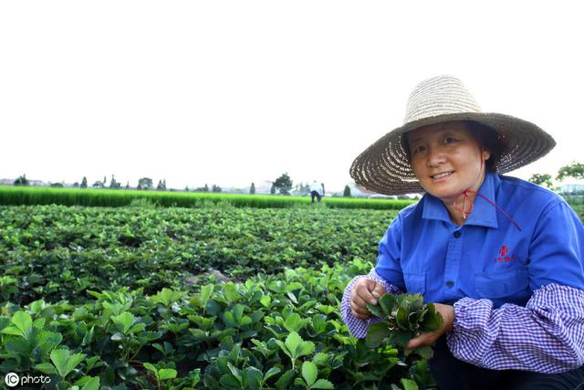 秋老虎占据南方，中秋也高温！草莓移栽急不得！定植前别“踩坑”