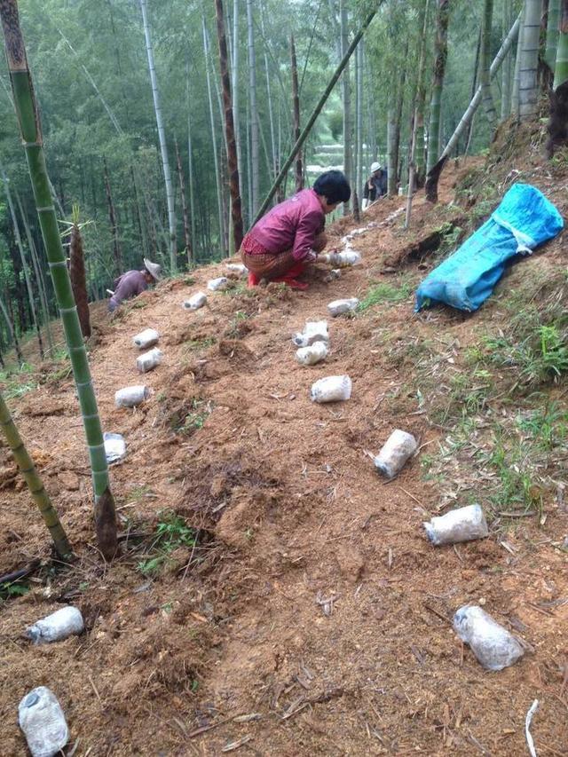 用竹木下脚料在竹林下栽培竹荪，增收好途径，这些关键技术要掌握