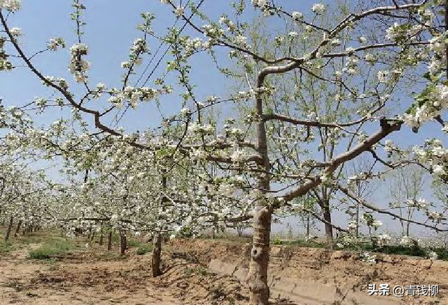 深入探究山地苹果栽培管理技术的关键要点