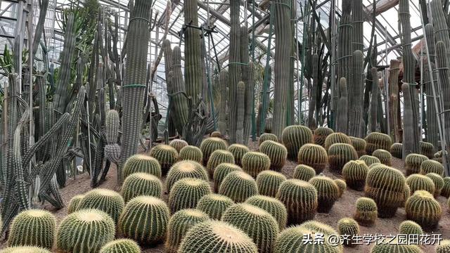 掌握园林植物生长，最为基本的规律和方法，成为养花能手指日可待