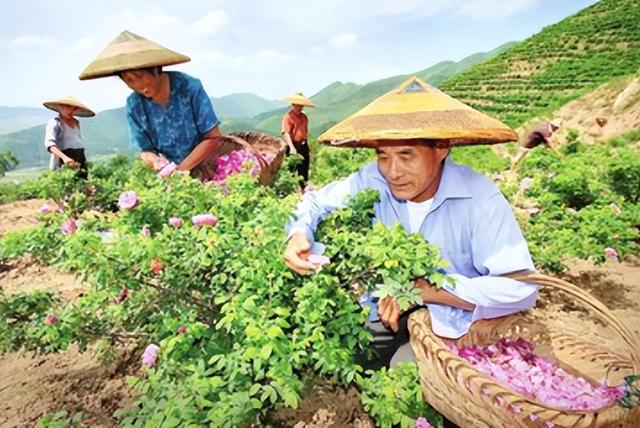 为什么自己种的玫瑰花不够好看？需要控制和调控玫瑰花蕾的开放