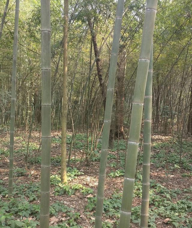 秦岭大山，斑竹种屋前，金竹苦竹做盆栽，农家小舍必备的盆栽