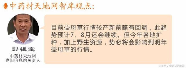 益母草年销量1万吨，涨价可能引起扩种不得不防！