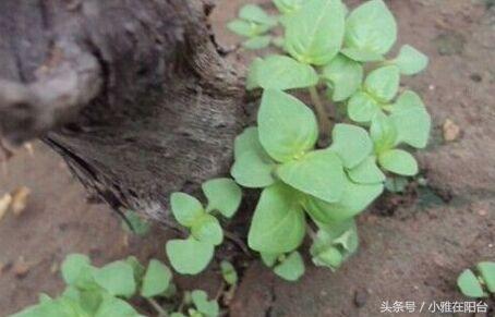 家里种荆芥，从播种到收获，只需一个小窍门，长得可疯了