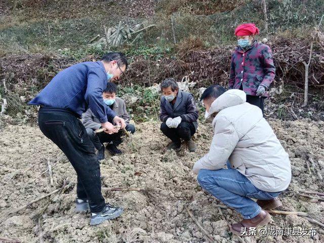 【“三个共同”促振兴】三河坝镇：种植绞股蓝 致富有奔头