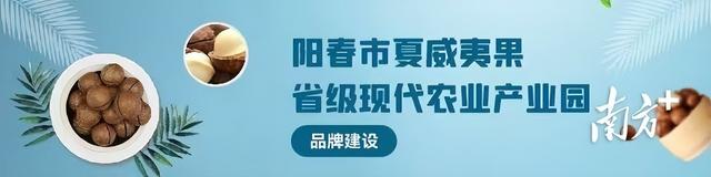 万亩“洋坚果”进入挂果期，成熟价格可达7元／斤｜阳春市夏威夷果产业园系列报道②