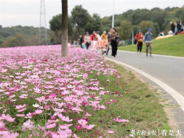 6万平米波斯菊绽放龙灵山，市民赏花时间延至冬季