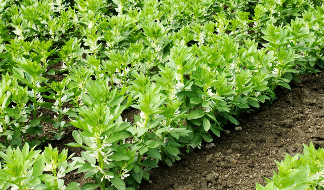 秋播蚕豆时间将至，学习5点蚕豆种植技术，种出来高产蚕豆