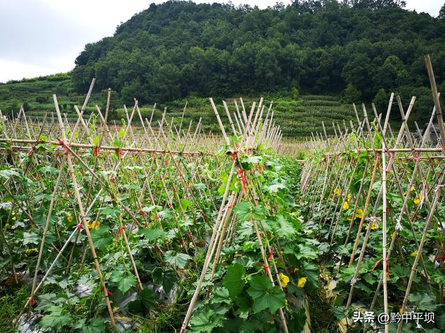 平坝区天龙镇：冬瓜基地整枝忙