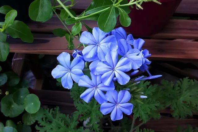 人人都能有的阳台花园，时时都可享的室内庭院。阳台种植指南～