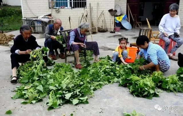 红薯栽插几个实用技巧，促控结合高产关键，庭院阳台栽植有惊喜