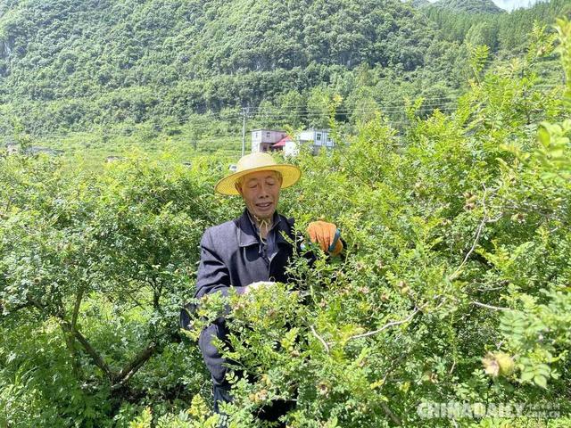 「在生态文明建设上出新绩」靠山吃山 贵州水城区野钟村运用刺梨让百姓腰包鼓起来