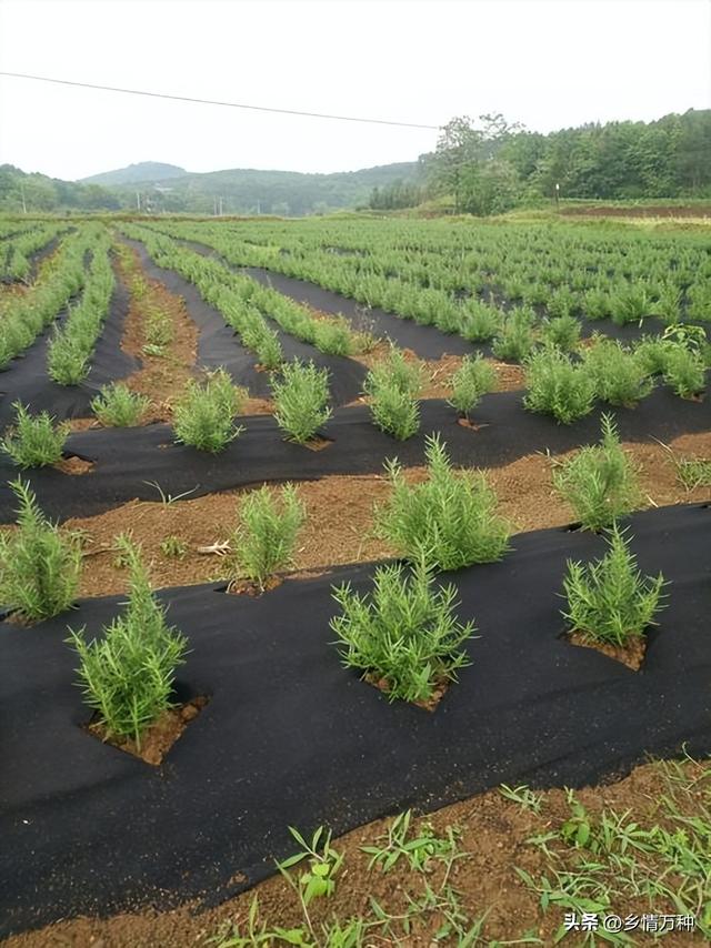 如何种植各种中药植物？