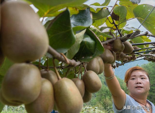 果树种植新技术要点，省时又省力（特别实用）