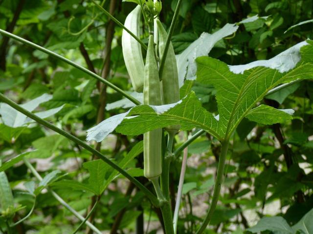 秋葵：“南菜北种”托起“致富梦”