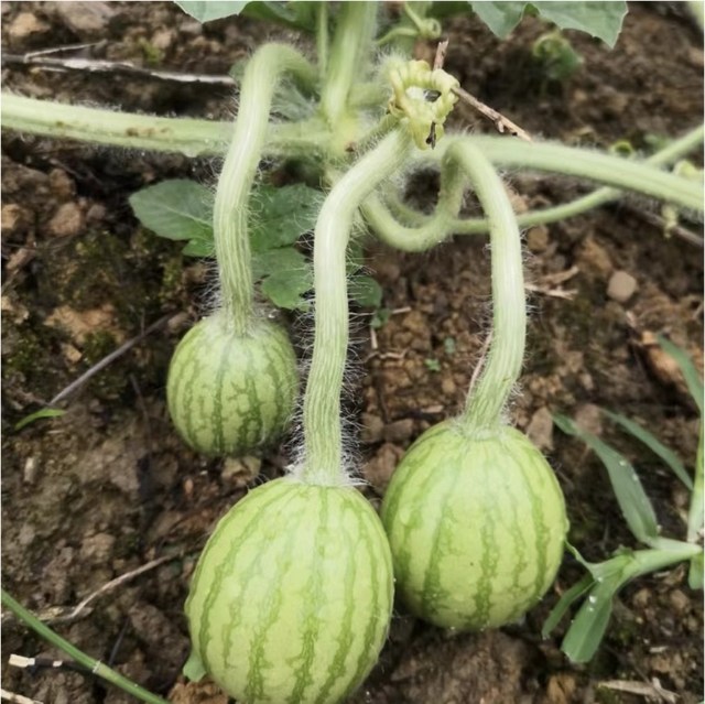 西瓜露地种植难？懂了这些点你也能种好