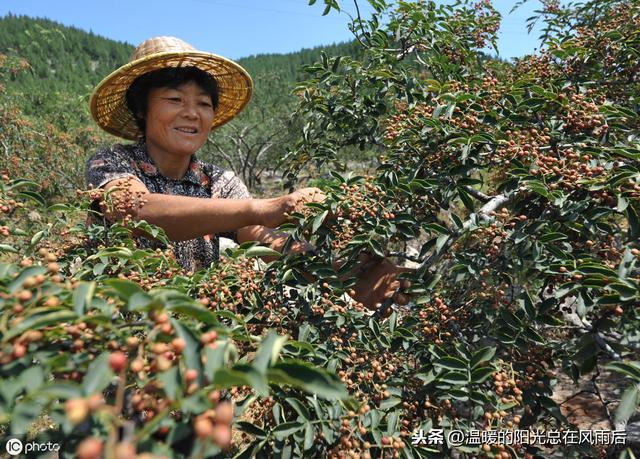 花椒育苗方法及苗期管理