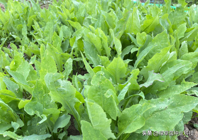 养殖鸡、鸭、鹅、猪在南方种植什么牧草？这个品种口感好，好种植