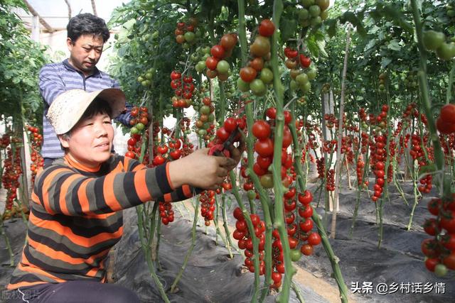 种植西红柿、黄瓜和辣椒，用这几个简单方法，果实结得多又多