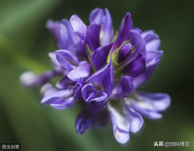 紫花苜蓿的种植与管理技术