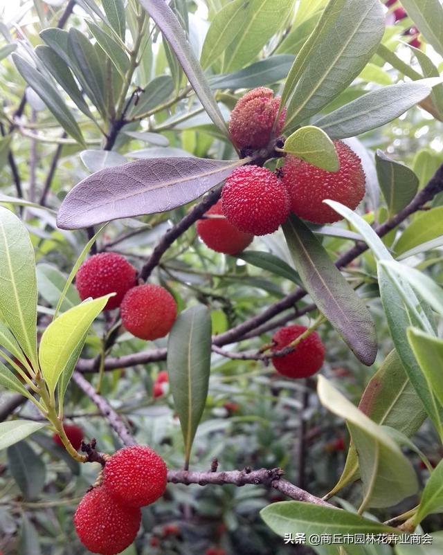 北方能不能种植杨梅树？