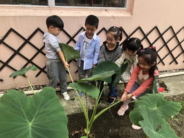 “芋”你在一起！——友联幼儿园中班主题活动