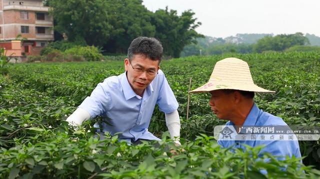 绿了田园红了日子！南宁这里的辣椒丰收了