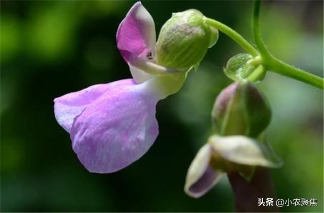 关于芸豆种植要点，技术流程，不妨一看