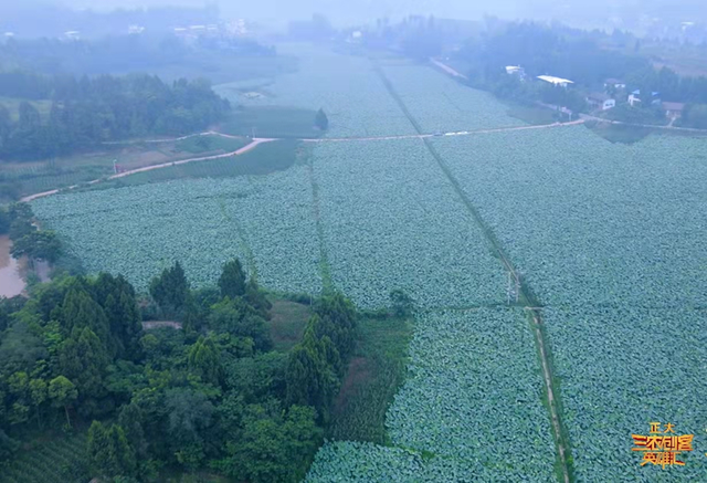 种藕8000余亩，产值5000多万，带动3000余人，来听听他的致富经