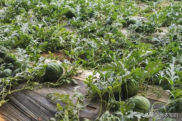 大棚西瓜种植需要注意哪些问题，从播种嫁接到收获，你知道多少？