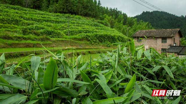 南方人喜欢用“箬叶”包粽子，大家认识吗？