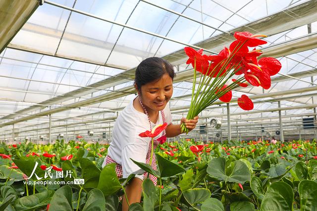 河南清丰：鲜切花远销一线城市