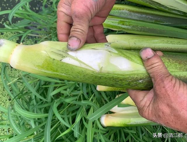 从“粮食处”下岗到“菜摊上”复工的茭白，有哪些种植类型与品种