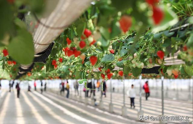 空中升降草莓种植系统多少钱一米？