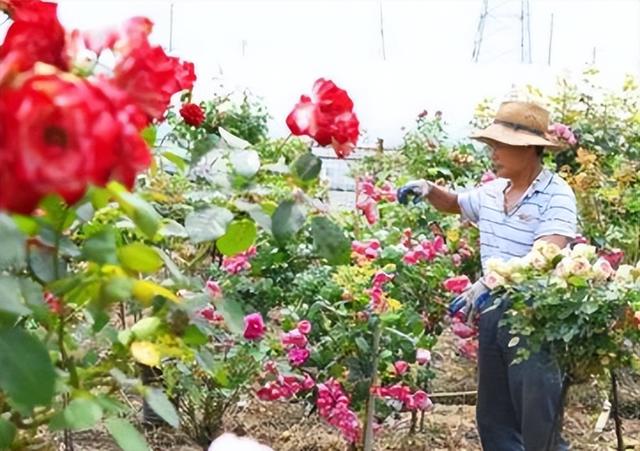 为什么自己种的玫瑰花不够好看？需要控制和调控玫瑰花蕾的开放