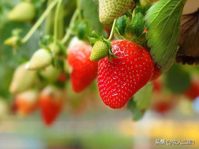 打造家庭绿色田园：草莓种植方法技巧全攻略