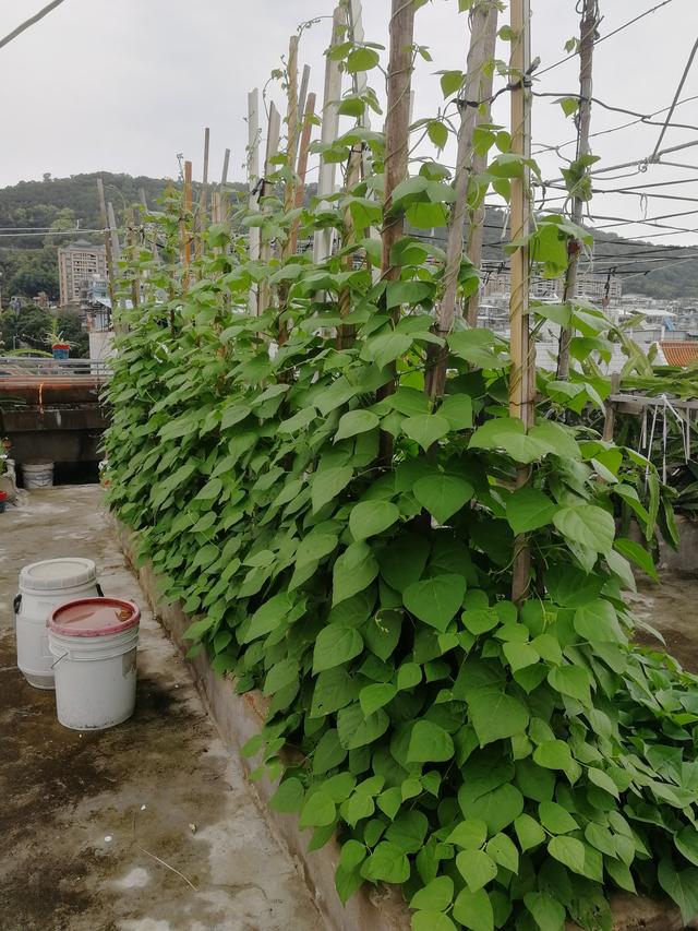 屋顶种菜十年经验总结（第一篇种植箱的选择）