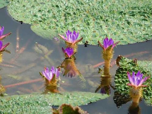 10种水生蔬菜易种植，用途广，外国农民都想种植