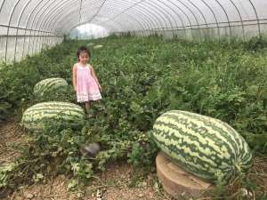 温室大棚西瓜种植技术-大棚种植西瓜如何高产栽培，需要掌握那些栽培技术，看完你就懂了