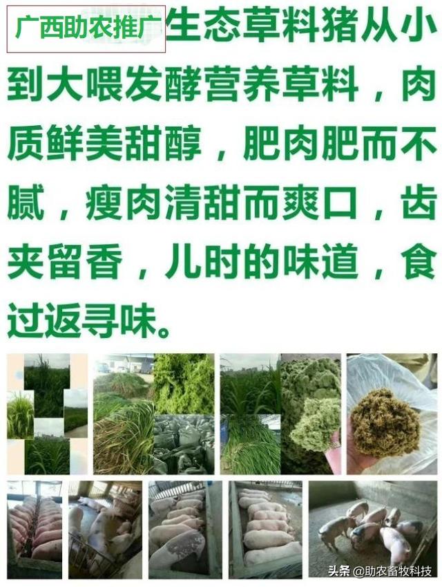 牧草养猪技术你想知道的都在这里了，建议收藏