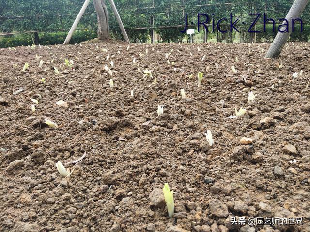 园艺经验分享：百合种植技术