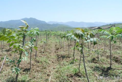 香椿一种“树上蔬菜”，学会3种芽苗菜技术，让你规模种香椿赚钱