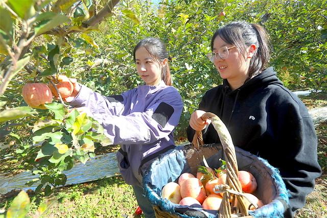 红脆甜香的“高光效”苹果成熟啦，南部山区西营街道等你来采摘