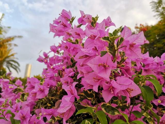 人人都能有的阳台花园，时时都可享的室内庭院。阳台种植指南～