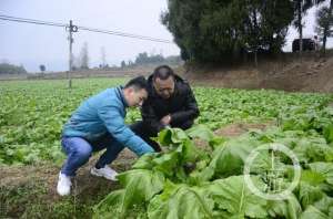 冬闲田种植蔬菜-冬闲田里种上“万亩青菜头”重庆这个区带动农村增收1200万元