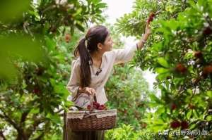 杨梅苗怎么种植技术-杨梅的种植技术，学会这几点，你也能种出优质的杨梅