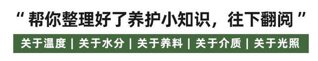 发财树是到底有多难养？最全面的发财树养护攻略来了