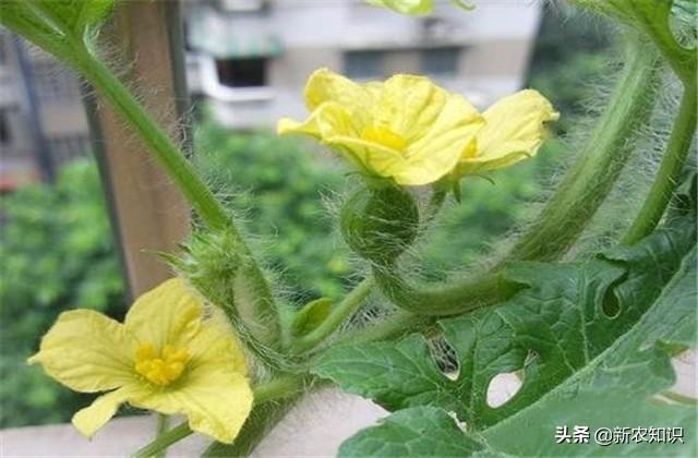 大棚西瓜种植需要注意哪些问题，从播种嫁接到收获，你知道多少？