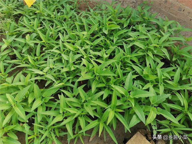 较粘泥土不好种菜？夏种空心菜，前期多松土施液肥，茂盛后防害虫